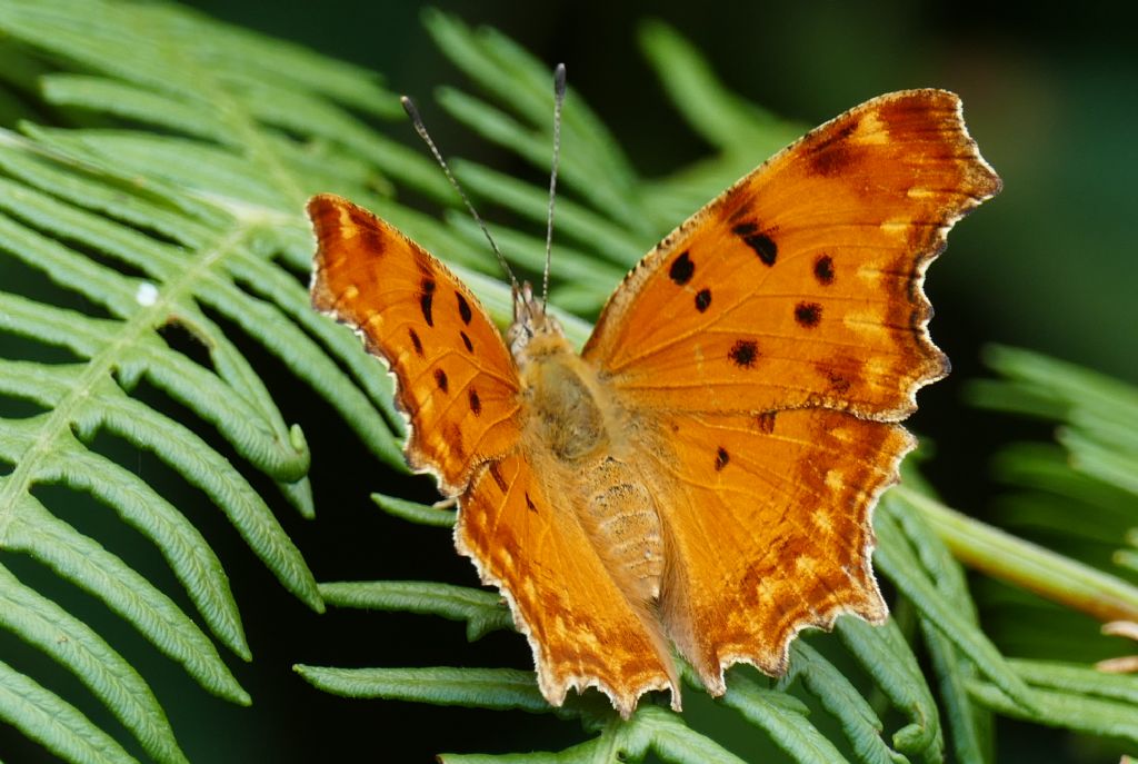 Polygonia egea? S !